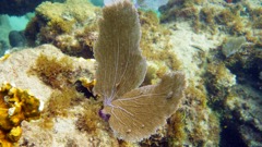 Common Sea Fan